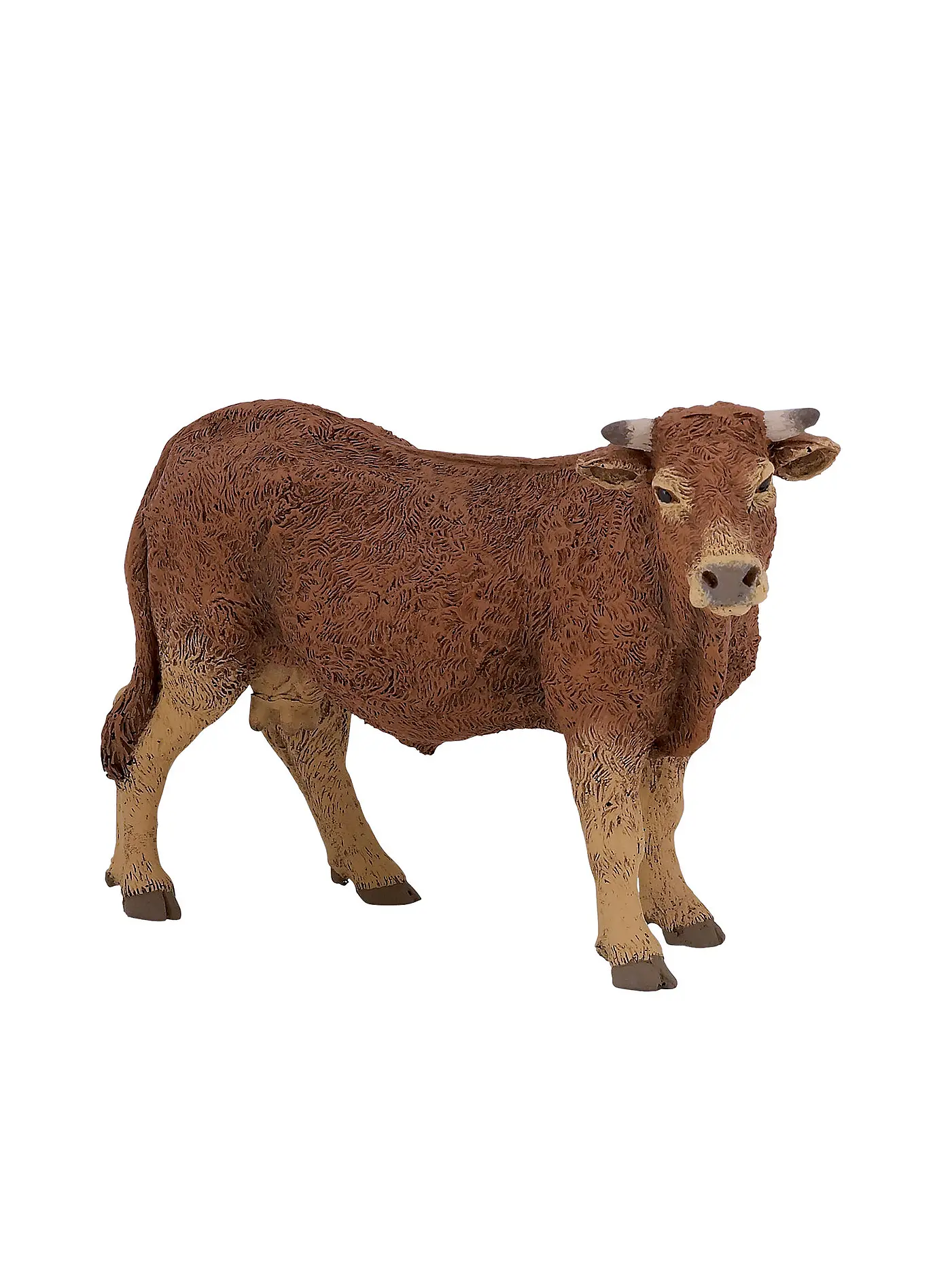 PAPO | Limousin Kuh | 